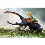 Teemantmaaling Konn Mardikas Tee ise Teemanttikandid Tikand K&auml;sit&ouml;&ouml; Loom Teemantseinakunst 20X30CM