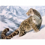 5D DIY Teemantmaaling Leopardtikandid Mosaiik Ristpistega Rhinestone Dekoratsioon 20X30CM