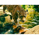 5D DIY Teemantmaaling Leopard Teemanttikandid Mosaiik Ristpistes Rhinestone Dekoratsioon 20X30CM