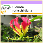 SAFLAX &ndash; Aafrika ronimisliilia &ndash; 15 seemet &ndash; Gloriosa rothschildiana