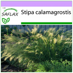 SAFLAX &ndash; sulghein / faasani sabahein &ndash; 50 seemet &ndash; Stipa calamagrostis
