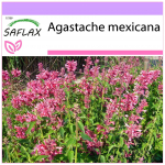 SAFLAX - Mehhiko hiidiisop - 50 seemet - Agastache mexicana