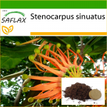 SAFLAX &ndash; tulerattapuu &ndash; 20 seemet &ndash; Potisubstraadiga paremaks kasvatamiseks &ndash; Stenocarpus sinuatus