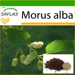 SAFLAX - Valge mooruspuu - 200 seemet - Potisubstraadiga paremaks kasvatamiseks - Morus alba