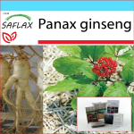 SAFLAX &ndash; kinkekomplekt &ndash; Korea žen&scaron;enn &ndash; 10 seemet &ndash; Koos kinkekarbi, kaardi, etiketi ja potisubstraadiga &ndash; Panaxi žen&scaron;enn