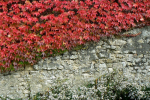 10 Virginia Creeper Seeds - dekoratiivne fassaadi dekoratiivtaim - paljundatavad talupojaseemned - Semi-Wild
