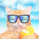 Teemanttikandid Tikandid K&auml;sit&ouml;&ouml; Ristpistes Heledad kivikivid Kingitusprillid Kasside teemant 30x30CM