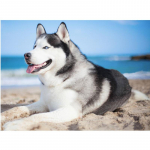 DIY 5D teemantmaaling Husky Dog t&auml;is&uuml;mmargune teemantmosaiik kodukaunistuse tikandid 20X30CM