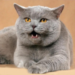 T&auml;ispuur &uuml;mmargune/ruudukujuline teemantmaaling kass 5D DIY teemanttikandid looma mosaiik ristpistes seinakunst k&auml;sitsi valmistatud kingitus Full Square 60x60CM must