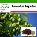 SAFLAX - Harilik humal - 50 seemet - Potisubstraadiga paremaks kasvatamiseks - Humulus lupulus