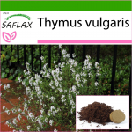 SAFLAX - Harilik t&uuml;&uuml;mian - 200 seemet - Potisubstraadiga paremaks kasvatamiseks - Thymus vulgaris