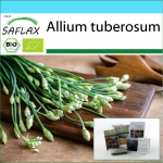 SAFLAX - Kinkekomplekt - Orgaaniline - K&uuml;&uuml;slauk-Murulauk - 100 seemet - Koos kinkekarbi, kaardi, etiketi ja potisubstraadiga - Allium tuberosum