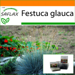 SAFLAX - Aed kotis - Blue Mountain Grass - 50 seemet - Substraadiga sobivas p&uuml;stijas kotis - Festuca glauca
