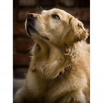 DIY 5D teemantmaaling ristpistega t&auml;is&uuml;mmargune puur Koer Loomakunst Mosaiikkomplektid Teemanttikandid Kodukaunistuse kingitus Full Round 20x30CM