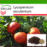 SAFLAX - Tomat - Rose de Berne - 10 seemet - Potisubstraadiga paremaks kasvatamiseks - Lycopersicon esculentum