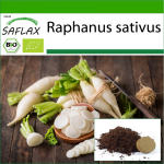 SAFLAX - Mahe - Redis - Pikk valge j&auml;&auml;purikas - 100 seemet - Potisubstraadiga paremaks kasvatamiseks - Raphanus sativus