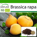 SAFLAX - Mahe - Naeris - Goldana - 500 seemet - Potisubstraadiga paremaks kasvatamiseks - Brassica rapa