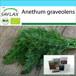 SAFLAX - Kingikomplekt - Orgaaniline - Till - 700 seemet - Koos kinkekarbi, kaardi, etiketi ja potisubstraadiga - Anethum graveolens