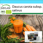 SAFLAX &ndash; kinkekomplekt &ndash; Orgaaniline &ndash; Porgand &ndash; Varajane Nantes &ndash; 1500 seemet &ndash; Koos kinkekarbi, kaardi, etiketi ja potisubstraadiga &ndash; Daucus carota