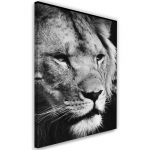 Must-valge l&otilde;uendiprint Africa Lion 40x60 must/valge