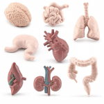 Simulatsiooniteadus Inimorganite minimudel Aju S&uuml;da Kops Maks Peensool J&auml;mesool BL-1158 Human Organ Model 138g