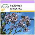 SAFLAX &ndash; Printsessipuu &ndash; 200 seemet &ndash; Paulownia tomentosa