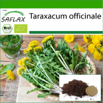 SAFLAX &ndash; Orgaaniline &ndash; V&otilde;ilill &ndash; 400 seemet &ndash; Potisubstraadiga paremaks kasvatamiseks &ndash; Taraxacum officinale