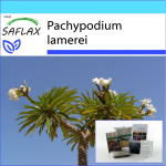 SAFLAX &ndash; kinkekomplekt &ndash; Madagaskari palm &ndash; 10 seemet &ndash; Koos kinkekarbi, kaardi, etiketi ja potisubstraadiga &ndash; Pachypodium lamerei