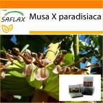 SAFLAX - Aed kotis - Harilik banaan - 10 seemet - Substraadiga sobivas p&uuml;stijas kotis - Musa X paradisiaca