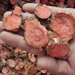 Rhodiola Rosea Root 100% looduslik taimetee K&otilde;rgekvaliteedilised metsikud terved juuret&uuml;kid 500g