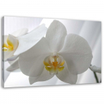 Feeby l&otilde;uenditr&uuml;kk, valged orhideed kollase keskosaga 60x40 hall v&auml;rv