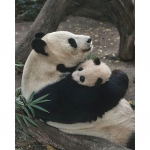 5D DIY Armas Panda Stick Drill t&auml;ispuur kodukaunistuse maalimine 20x25CM