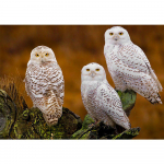 Teemantmaal Kolm valget &ouml;&ouml;kull Teemanttikandid Loom Teemantmosaiik Rhinestones 20X30CM