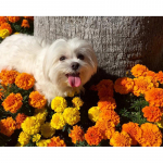 Huacani DIY t&auml;ispuur Teemantmaal Ristpistes Armas koeralill Rhinestone tikandid Kodu mosaiikkaunistus Full Square 20*20 cm