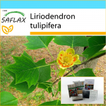 SAFLAX - Kingikomplekt - Tulbipuu - 20 seemet - Koos kinkekarbi, kaardi, etiketi ja potisubstraadiga - Liriodendron tulipifera