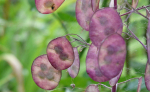 25 Monnaie du Pape Seeds - vanad aiataimede lilled - paljundatavad talupojaseemned - SemiWild
