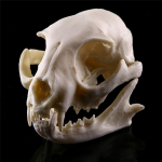 Realistlik kassi pealuu vaigu mudeli koopia dekoratiivsed ainulaadsed kingitused Halloweenile