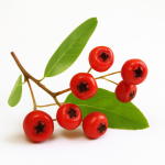 30 Graines de Buisson Ardent (Pyracantha coccinea)