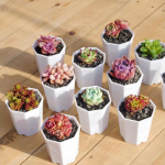 5 tk keraamiline kaheksanurkne v&auml;ike vaigust lillepott 5Pcs