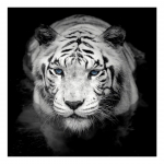 5D DIY Teemantmaali Loom Valge Tiigri Teemanttikandid Ristpistes Kit Ristpistes K&auml;sit&ouml;&ouml; Kodukaunistus Mosaiik Pilt Full Round 20x20CM