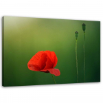 L&otilde;uenditr&uuml;kk Red poppies Nature 60x40 punane