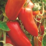 50 San Marzano Tomat Seeds - k&ouml;&ouml;givilja k&uuml;lvamine k&ouml;&ouml;giviljaaed - paljundatavad talupojaseemned - SemiSauvage