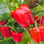 50 California Wonder Pepper Seeds - k&ouml;&ouml;giviljaaia k&ouml;&ouml;giviljad - paljundatavad talupojaseemned - SemiSauvage