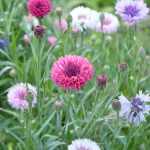 Rukkilill rukkilillesegu 2g &otilde;isi aeda