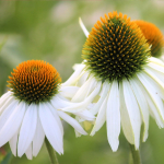 White Swan Echinacea seemned lilleseemned aeda suurt saaki