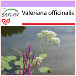 SAFLAX &ndash; Harilik palderjan &ndash; 200 seemet &ndash; Valeriana officinalis