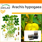 SAFLAX - Aed kotis - Maap&auml;hklitaim - 8 seemet - Substraadiga sobivas p&uuml;stijas kotis - Arachis hypogaea