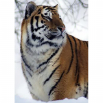 5D DIY Teemantmaal Loom Rhinestone Tiger Teemanttikandid Seinakunst Pilt Mosaiik Kodukaunistus K&auml;sitsi valmistatud kinkekomplekt Full Round 20x30CM