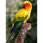 Isetegija 5d teemantmaal T&auml;isringi puur Papagoi kleebis Mosaiik Ristpistes Loom Tikand Lind Kodukaunistus Seinakunst Kingitus Full Round 60x90CM