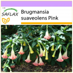 SAFLAX - Angel's Trumpet Pink - 10 seemet - Brugmansia suaveolens Pink